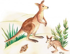 Два кенгуру - картинка					№5643