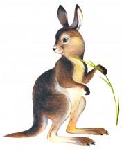 Зайцеподобный кенгуру - картинка					№13400