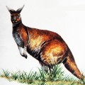 Настоящий кенгуру - картинка №9975