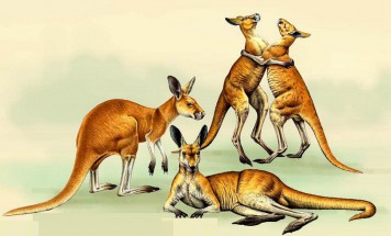 Разные кенгуру - картинка					№10790