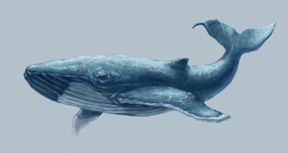 Большой кит - картинка					№5657