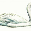 Настоящий лебедь - картинка №12617