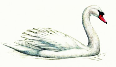 Настоящий лебедь - картинка					№12617
