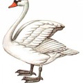 Рисунок с лебедем - картинка №13266