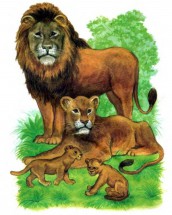 Львиное семейство - картинка					№11527