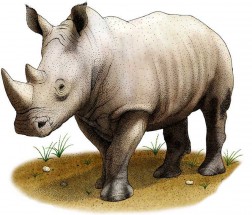 Носорог с рогом - картинка					№14066
