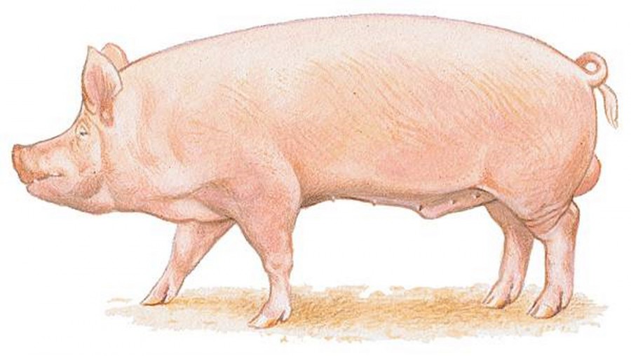 Настоящая свинка - картинка №9430