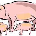 Рисунок свинок - картинка №6585