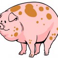 Свинка в обычной жизни - картинка №5977