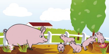 Свинки на ферме - картинка					№5920