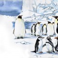 Обитание пингвинов - картинка №13859