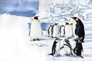 Обитание пингвинов - картинка					№13859