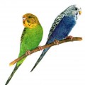 Волнистые попугаи - картинка №5839