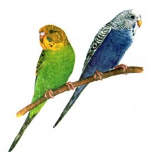 Волнистые попугаи - картинка					№5839