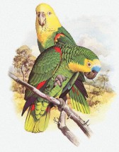 Два попугайчика - картинка					№9729