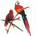Два попугая - картинка №11348