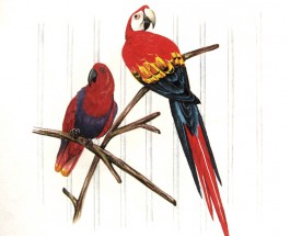 Два попугая - картинка					№11348