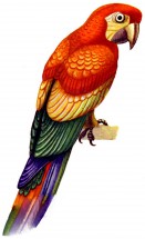 Картинка попугая - картинка					№11907