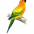 Красивый попугайчик - картинка №5943