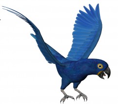 Синий попугай - картинка					№11638