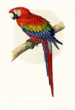 Экзотический попугай - картинка					№9586