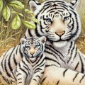 Два тигра - картинка №5870
