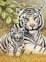Два тигра - картинка					№5870