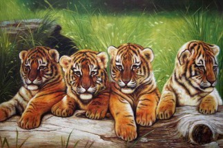 Много тигров - картинка					№11493