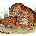 Пара тигров - картинка №9423
