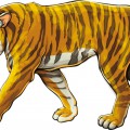 Рисунок с тигром - картинка №10416