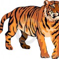 Рыжий тигр - картинка №12712