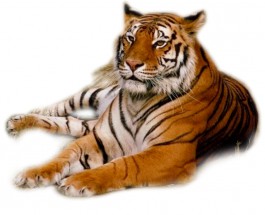 Тигр отдыхает - картинка					№10647