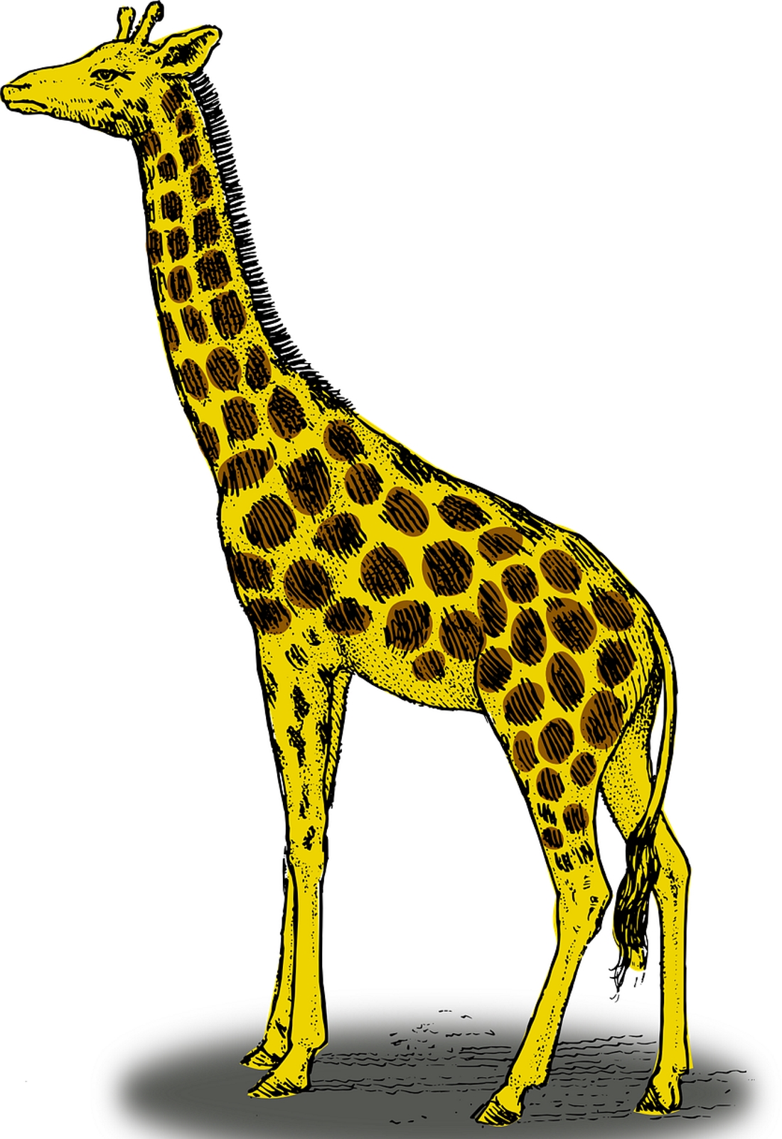 Жираф красивый рисунок на прозрачном фоне