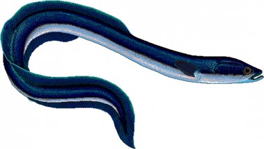 Синий морской угоь - картинка					№13374