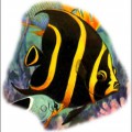 Желтополосая рыба ангел - картинка №12543