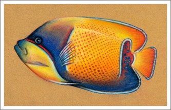 Тропическая рыбка ангел - картинка					№11730