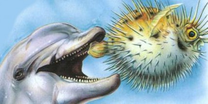 Рыба еж и дельфин - картинка					№9869