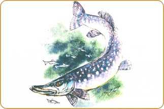 Щука и маленькие рыбешки - картинка					№13642