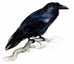 Черная ворона на ветке - картинка					№11227