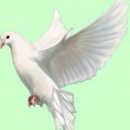 Белоснежный голубь в полете - картинка №6160