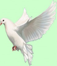 Белоснежный голубь в полете - картинка					№6160