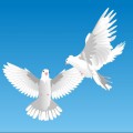 Два голубя в голубом небе - картинка №11926