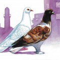 Два голубя в городе - картинка №13554