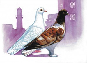 Два голубя в городе - картинка					№13554