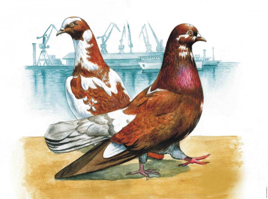 Два рыжих голубя на фоне порта - картинка №13717