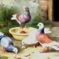 Четрые голубя кушают хлебушек во дворе - картинка №12968
