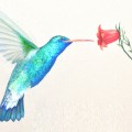 Бирюзовая колибри и коралловый цветок - картинка №6205