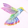 Красивая птичка колибри - картинка №14088