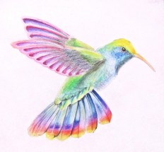 Красивая птичка колибри - картинка					№14088