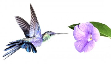 Лиловая колибри и сиреневый цветочек - картинка					№9466